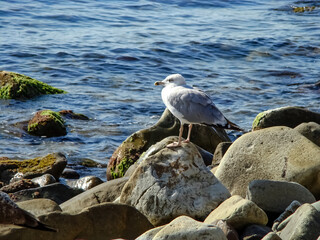 Seagull among the stones on the sea coast.
