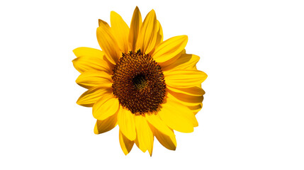 Fototapeta premium A Bright Yellow Sunflower Without a Stem, Isolated Background, PNG image.