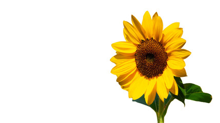 A Bright Yellow Sunflower, Isolated Background, PNG image.