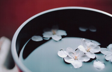 Obraz na płótnie Canvas 日本の桜