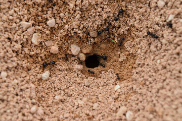 Ant nest macro with ants crawling out of opening