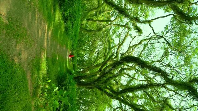 Woman in a red dress walk through a fabulous rainforest in De Djawatan forest at Banyuwangi, East Java, Indonesia. Vertical drone video.