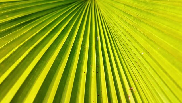 Close-up of a vibrant green palm leaf with a pattern of parallel lines radiating from the spine, suitable for environmental or nature-themed backgrounds