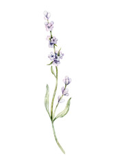 Fototapeta na wymiar Watercolor Lavender flower. Hand drawn botanical illustration of lavender branch for wedding invitation, logo, cards, packaging and labeling