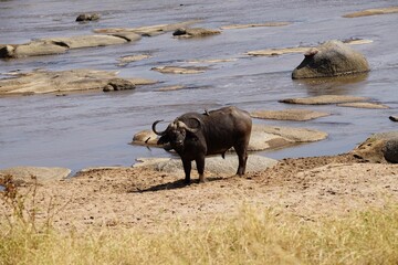 Fototapeta na wymiar african wildlife, buffalo at river