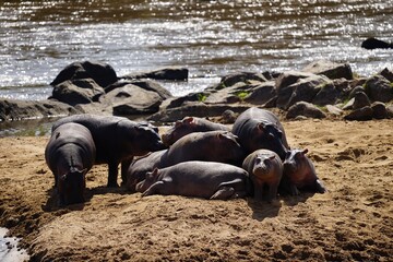 african wildlife, hippo family