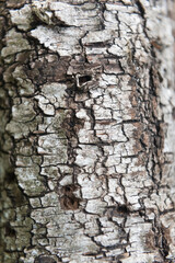 Close-up of the texture of the bark of a birch tree
