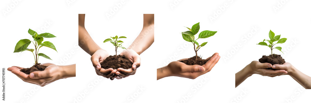 Wall mural set of one hand holding young plant, on a transparent background