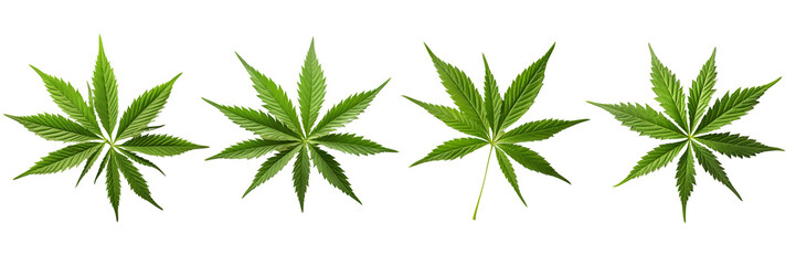 Set of Male hemp or cannabis plant leaves on a transparent background - obrazy, fototapety, plakaty
