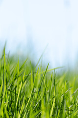 Low angle view of green grass against blue sky background with copy space for text
