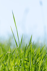 Obraz premium Low angle view of green grass against blue sky background with copy space for text