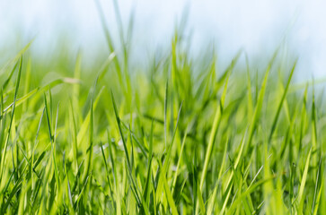 Low angle view of green grass against blue sky background with copy space for text