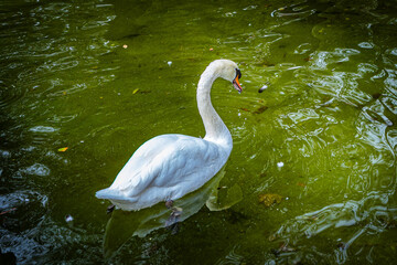 Naklejka premium Siviglia, Piazza di Spagna, cigno