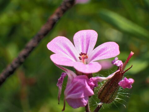 pink geranium flower in the garden, closeup of photo.