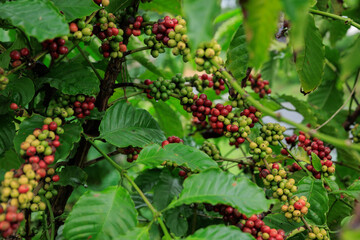 Coffee beans grow on tree