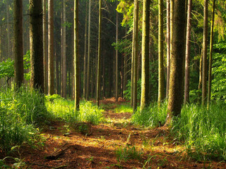 Pathway in the forest. Nature composition. Sunlight through the trees.