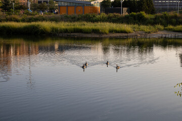 Scenic view of a group of ducks gliding across a lake in Brooklyn, NYC