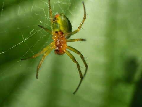 spider on a green leaf in the wild, closeup of photo.