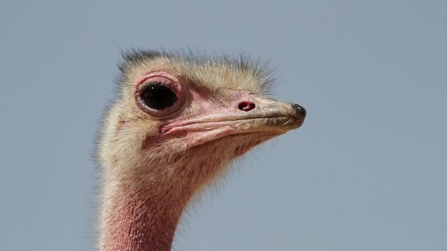 Portrait of an ostrich head