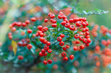 Close-up of vibrant red berries, Pyracantha, commonly known as firethorn, on a burning bush, with a beautifully blurred autumn background. A snapshot of fall's rich colors and delicate beauty.