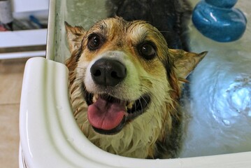 Funny welsh corgi pembroke dog taking relaxing ozone bubble bath in grooming salon. Animal care, wellness, spa procedure concept. Hygiene of pets, wet animal sitting in bathroom. Close-up