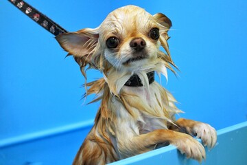 Funny chihuahua dog with wet fur standing in a bathroom after bathing and washing in grooming...