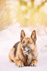 Funny Curious Young Shetland Sheepdog, Sheltie, Collie And German Shepherd Dog Resting In Snowy Winter Forest After Leisure Game. Alsatian Wolf Dog. Soft Sun Light Above German Shepherd Dog.