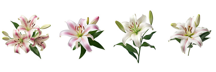 Fototapeta na wymiar Set of Lilly flower on a transparent background