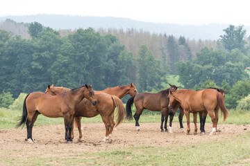 Horses on a pasture in the rural countryside