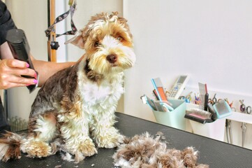 Animal groomer shaved yorkshire terrier dog with electric shaver machine in grooming salon. Polish...