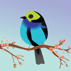 
A very cute Paradise tanager bird  in the shape of an egg. Soft blue background. The bird sits on a branch with orange blossoms. Adult male in breeding plumage.