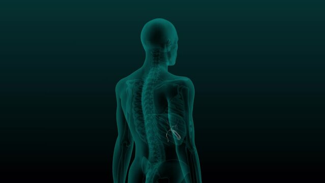 X-ray scan of the human abdomen. Anatomically accurate 3d render animation of the gallbladder.
