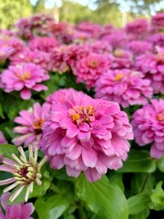 Pink flowers.Common Zinnia (Zinnia elegans) Pink bloom.  Natural background.Blurry image.greeting card illustration.fresh flower background.