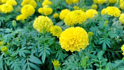 Marigold flower yellow.Close-up photo of yellow marigolds.Blur background.nature background...