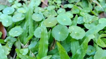 Centella Asiatica.Gotu kola. Asiatic pennywort.Indian pennywort.Hydrocotyle vulgaris A green aquatic plant with jagged edges.herbal illustration.Herbs Centella Asiatica.herbs, vegetable garden.