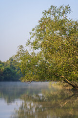 Fototapeta na wymiar Vertical morning landscape view of mangrove forest with reflection in water in the Sundarbans national park, a UNESCO World Heritage site, Bangladesh