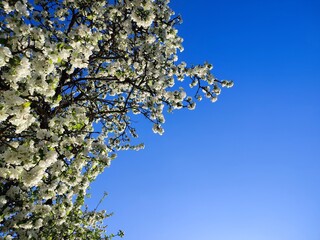 white blossoming branches of an apple tree, in early spring, against the blue sky
