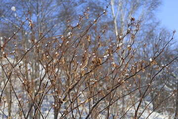 snow covered branches