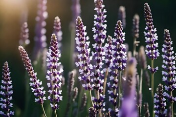 flowers in the garden