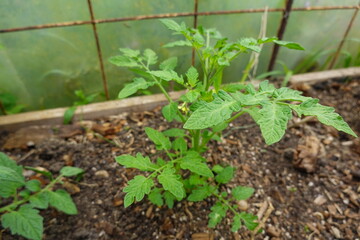 young tomato plants growing in the greenhouse with mulch