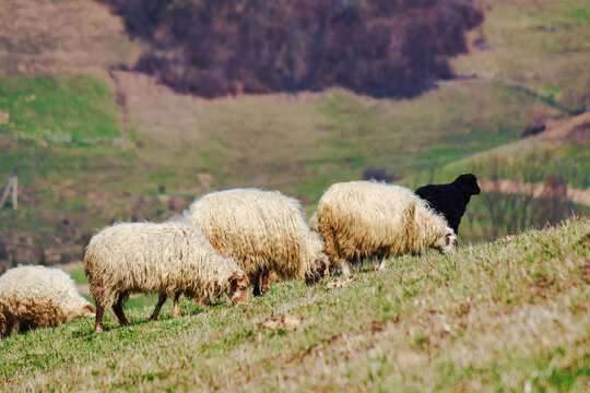 flock of sheep on the steep hill in early spring. rural area of ukrainian highlands