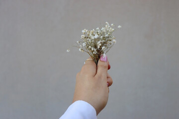Hand with gold rings is holding gypsophila flowers. Minimal gray background. Selective focus.