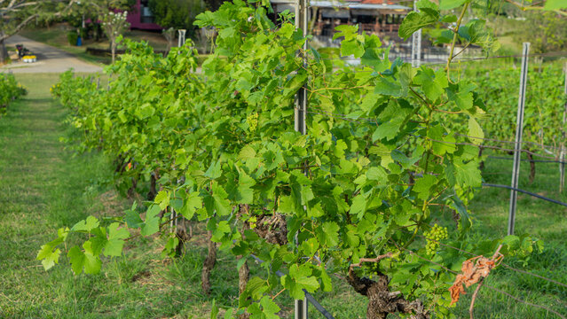 picture of grape vine which is raising its top to receive light from the sun To make it grow into a good grape in the future. amidst the cool atmosphere of the valley
