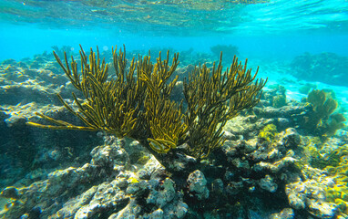 Une algue de récif dans son milieu marin naturel.