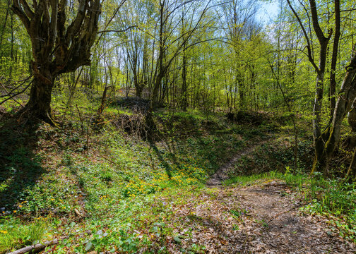trail path through scenery of carpathian primeval beech woods in spring. travel adventures in natural green environment