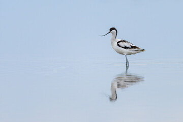 A Pied Avocet walking in shallow water
