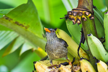Closeup of Seychelles bulbul endemic bird eating yellow banana in garden