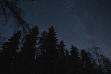 Night scene of Estonian nature, silhouette of winter forest trees against the background of the...