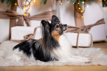 Papillon in a New Year's location