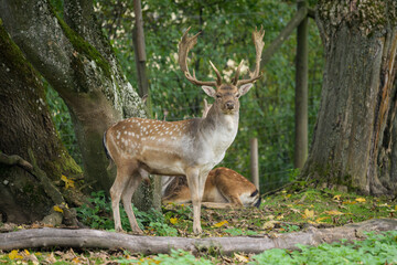 A male fallow deer standing in a forest